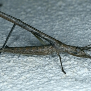 Zaprochilus australis at Ainslie, ACT - 6 Jan 2022