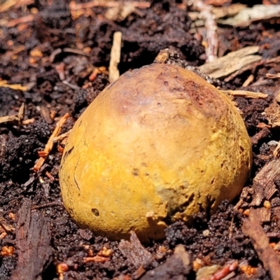 Pisolithus sp. (Pisolithus) at Keverstone National Park - 8 Jan 2022 by trevorpreston