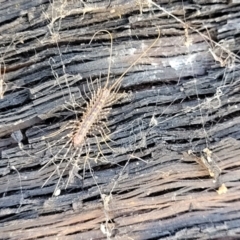 Scutigeridae (family) (A scutigerid centipede) at Bigga, NSW - 8 Jan 2022 by tpreston