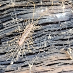 Scutigeridae (family) at Bigga, NSW - 8 Jan 2022