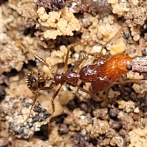 Aphaenogaster longiceps at Bigga, NSW - 8 Jan 2022