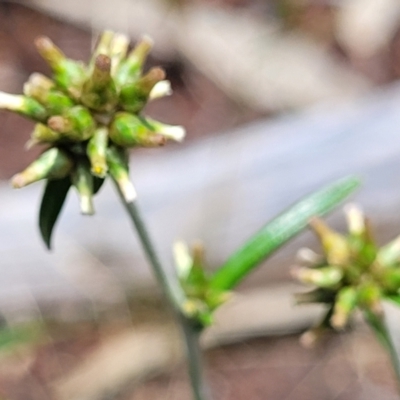 Euchiton japonicus (Creeping Cudweed) at Keverstone National Park - 8 Jan 2022 by trevorpreston