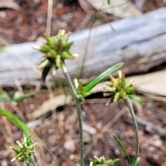 Euchiton japonicus at Bigga, NSW - 8 Jan 2022