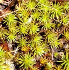 Polytrichaceae sp. (family) (A moss) at Bigga, NSW - 8 Jan 2022 by trevorpreston