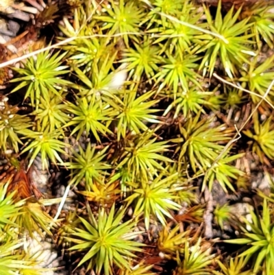 Polytrichaceae sp. (family) (A moss) at Keverstone National Park - 8 Jan 2022 by trevorpreston