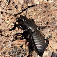 Cardiothorax monarensis (Darkling beetle) at Bigga, NSW - 8 Jan 2022 by tpreston