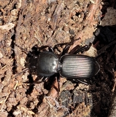 Cardiothorax monarensis at Bigga, NSW - 8 Jan 2022