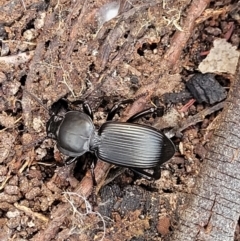 Cardiothorax monarensis at Bigga, NSW - 8 Jan 2022 01:38 PM