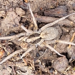 Lycosidae (family) (Wolf spider) at Bigga, NSW - 8 Jan 2022 by trevorpreston