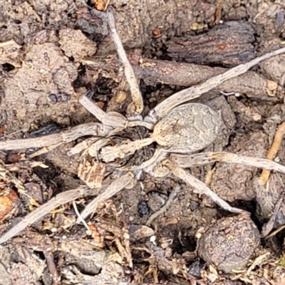 Unidentified Wolf spider (Lycosidae) at Bigga, NSW - 8 Jan 2022 by trevorpreston