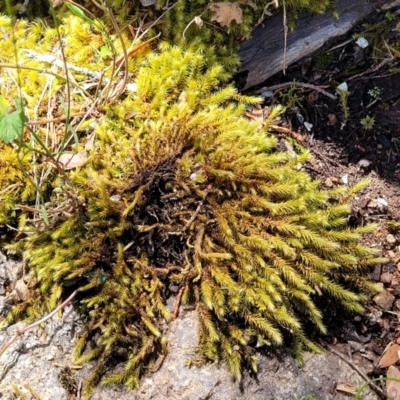 Unidentified Moss, Liverwort or Hornwort at Bigga, NSW - 8 Jan 2022 by trevorpreston