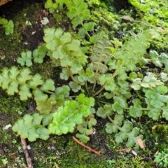 Asplenium subglandulosum (Blanket Fern) at Keverstone National Park - 8 Jan 2022 by trevorpreston