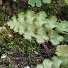 Asplenium subglandulosum at Bigga, NSW - 8 Jan 2022