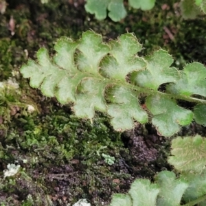 Asplenium subglandulosum at Bigga, NSW - 8 Jan 2022 01:23 PM