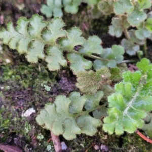 Asplenium subglandulosum at Bigga, NSW - 8 Jan 2022