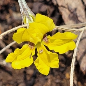 Goodenia hederacea subsp. hederacea at Bigga, NSW - 8 Jan 2022 01:21 PM