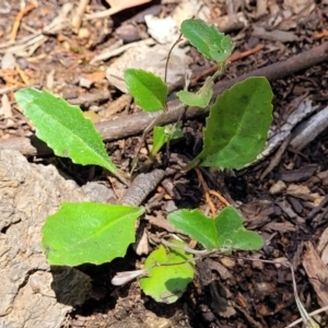 Goodenia hederacea subsp. hederacea at Bigga, NSW - 8 Jan 2022