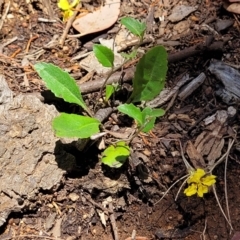 Goodenia hederacea subsp. hederacea at Bigga, NSW - 8 Jan 2022 01:21 PM