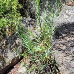 Stypandra glauca (Nodding Blue Lily) at Bigga, NSW - 8 Jan 2022 by tpreston