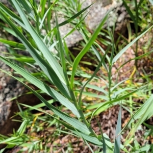 Stypandra glauca at Bigga, NSW - 8 Jan 2022