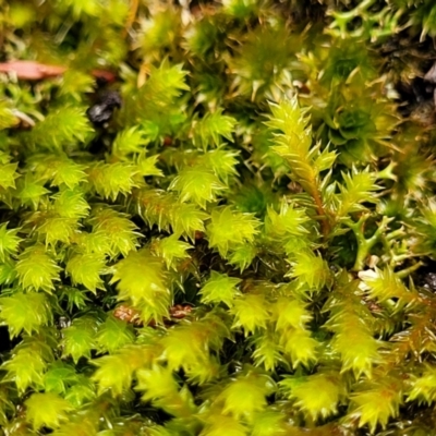 Unidentified Moss, Liverwort or Hornwort at Bigga, NSW - 8 Jan 2022 by tpreston