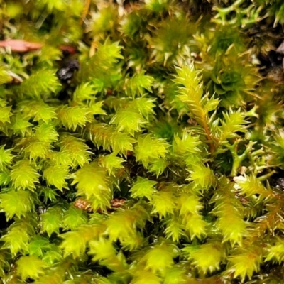 Unidentified Moss, Liverwort or Hornwort at Bigga, NSW - 8 Jan 2022 by trevorpreston