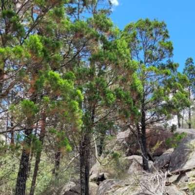 Callitris endlicheri (Black Cypress Pine) at Bigga, NSW - 8 Jan 2022 by trevorpreston