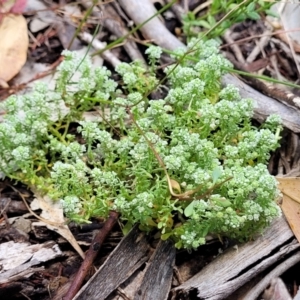 Poranthera microphylla at Bigga, NSW - 8 Jan 2022