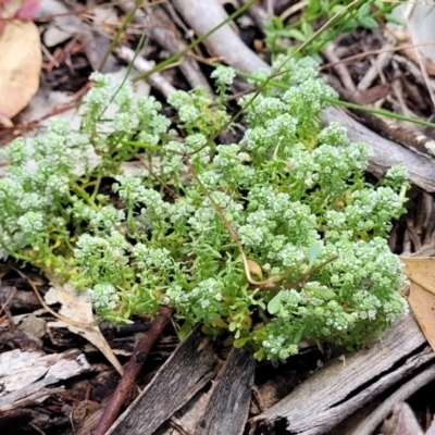 Poranthera microphylla (Small Poranthera) at Keverstone National Park - 8 Jan 2022 by trevorpreston