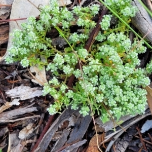 Poranthera microphylla at Bigga, NSW - 8 Jan 2022