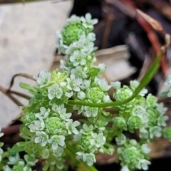 Poranthera microphylla at Bigga, NSW - 8 Jan 2022