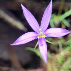 Isotoma axillaris (Australian Harebell, Showy Isotome) at Keverstone National Park - 8 Jan 2022 by trevorpreston