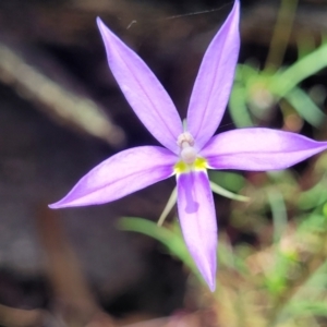 Isotoma axillaris at Bigga, NSW - 8 Jan 2022 01:08 PM