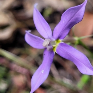 Isotoma axillaris at Bigga, NSW - 8 Jan 2022 01:08 PM