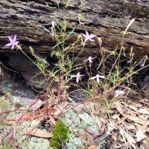 Isotoma axillaris at Bigga, NSW - 8 Jan 2022 01:08 PM