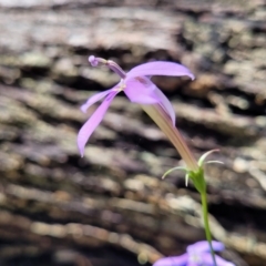 Isotoma axillaris at Bigga, NSW - 8 Jan 2022