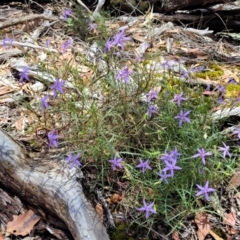 Isotoma axillaris at Bigga, NSW - 8 Jan 2022