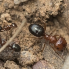 Melophorus perthensis (Field furnace ant) at Bruce, ACT - 14 Dec 2021 by AlisonMilton