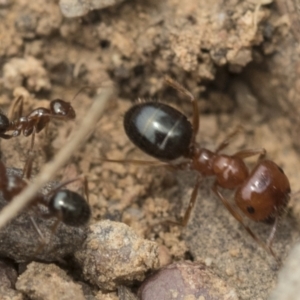 Melophorus perthensis at Bruce, ACT - 14 Dec 2021 12:02 PM