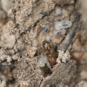 Pheidole sp. (genus) at Bruce, ACT - 14 Dec 2021