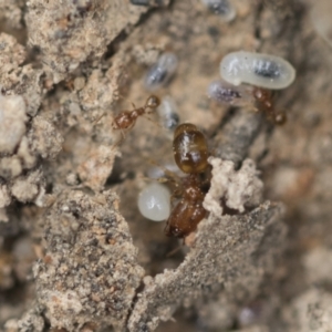 Pheidole sp. (genus) at Bruce, ACT - 14 Dec 2021