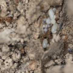 Pheidole sp. (genus) at Bruce, ACT - 14 Dec 2021