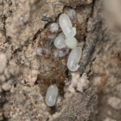 Pheidole sp. (genus) at Bruce, ACT - 14 Dec 2021