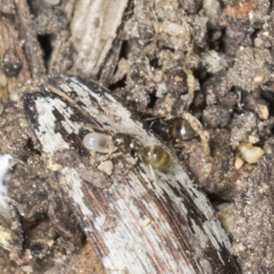 Doleromyrma sp. (genus) (Brown house ant) at Higgins, ACT - 27 Dec 2021 by AlisonMilton