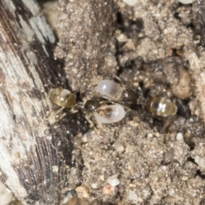 Doleromyrma sp. (genus) at Higgins, ACT - 28 Dec 2021 09:29 AM