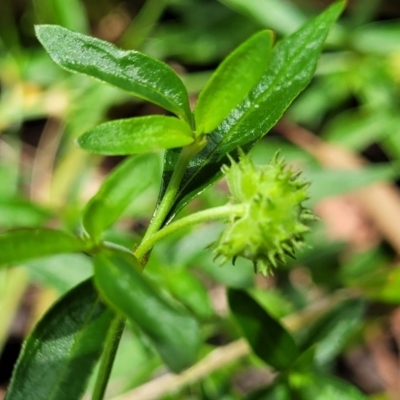 Opercularia hispida (Hairy Stinkweed) at Bigga, NSW - 8 Jan 2022 by tpreston