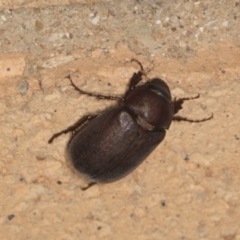 Sericesthis nigrolineata at Higgins, ACT - 2 Jan 2022