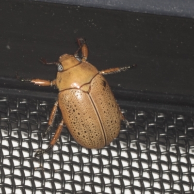 Anoplognathus pallidicollis (Cashew beetle) at Higgins, ACT - 2 Jan 2022 by AlisonMilton