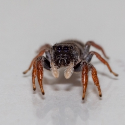 Apricia jovialis (Jovial jumping spider) at Jerrabomberra, NSW - 29 Nov 2021 by MarkT