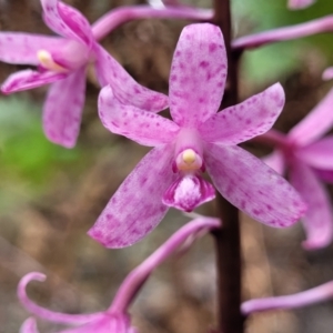 Dipodium roseum at Bigga, NSW - 8 Jan 2022